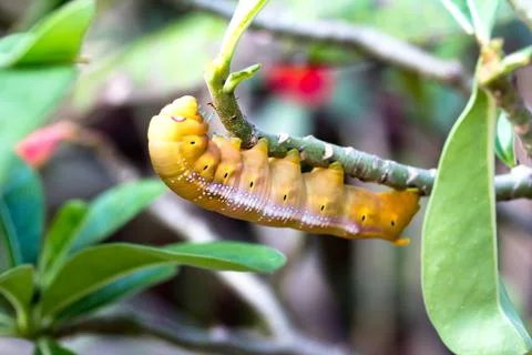 Caterpillars on twigs Stock Photos