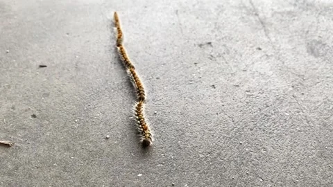 Caterpillars walking in a row on the asphalt. Stock Footage 130351937