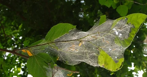 Caterpillars_2 Stock Footage 113473763