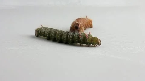 Caterpillars_9946 Stock Footage 21348620