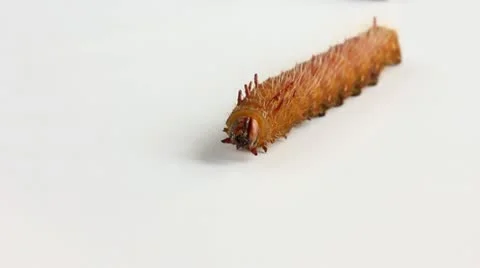 Caterpillars_9948 Stock Footage 21347791