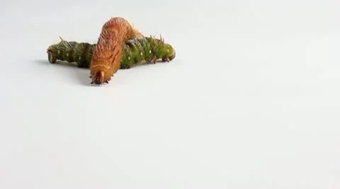 Caterpillars_9949 Stock Footage 21347824