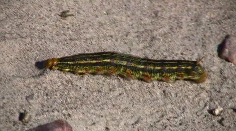 Caterpiller Stock-Footage 512633