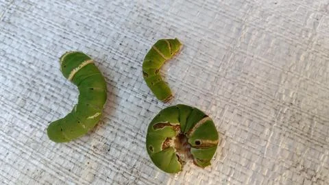 Caterpiller Stock Photos