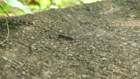 CATERPILLER SLOW MOTION 4K Видео 221299564