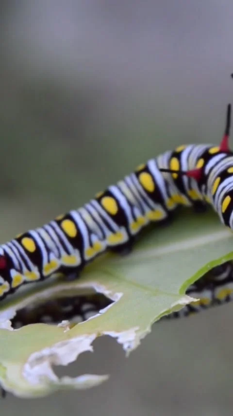 Caterpillers Stock Footage 303390177