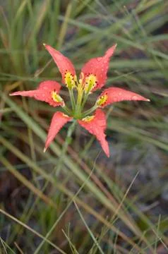 Catesby's lily also pine lily lilium catesbaei flower Stock Photos