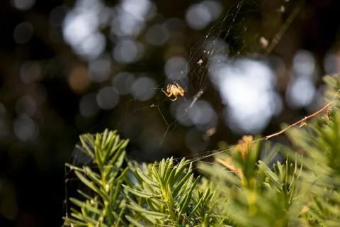 Catfaced Spider in Web 写真素材