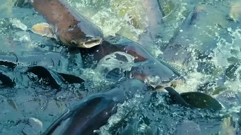 Catfish and fast tilapia are fighting for bread in pond, creating big splashes 스톡 동영상 305677643