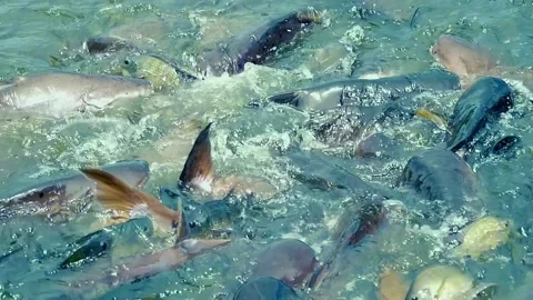 Catfish and fast tilapia are fighting for bread in pond, creating big splashes 스톡 동영상 305677660