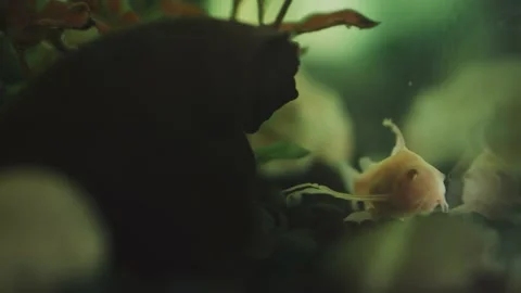 Catfish in the aquarium quietly hiding sitting behind a decorative stone Stock-Footage 131141153