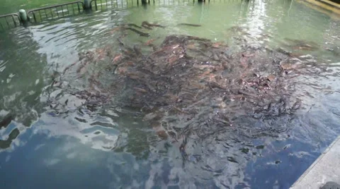 Catfish in Artificial lake 1 Stock Footage 37567898