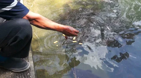 Catfish in Artificial lake 2 Stock Footage 37568023