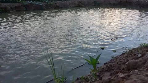 Catfish being fed Stock Footage 157763167