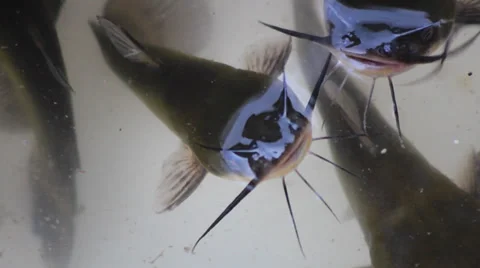 Catfish in the bucket Stock Footage 32375095