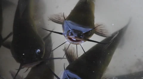 Catfish in the bucket Stock Footage 32375123