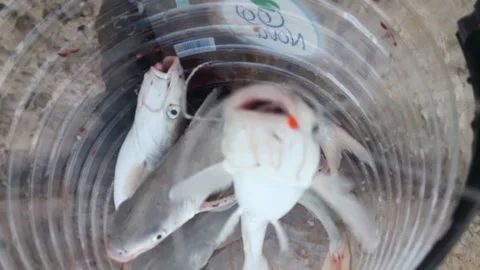 Catfish caught on fisherman's hooks Video stock 149453280