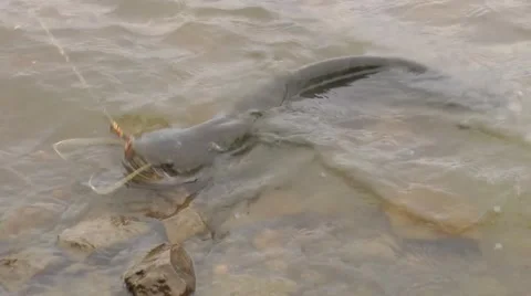 Catfish caught on a spinner Stock Footage 56345448