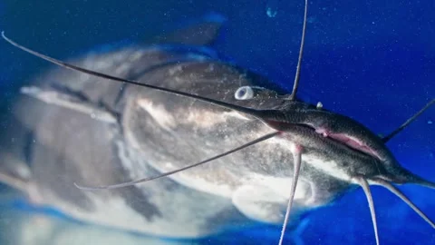 Catfish Chronicles: The Pulse of Aquaculture Stock Footage 274344760