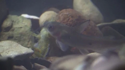 Catfish circling a dead fish on river bottom Stock Footage 71328586