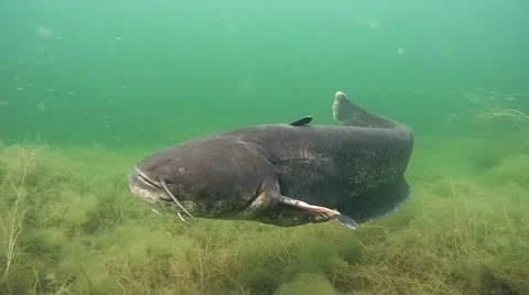 Catfish in clear water Stock Footage 64765496