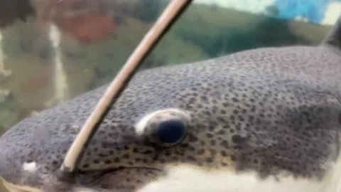 Catfish close-up in a home aquarium, a red-tailed catfish with long whiskers Stock Footage 165529580