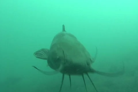 Catfish close-up ntsc Stock Footage 2227878