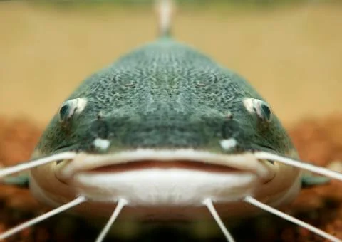 CATFISH CLOSE UP Stock Photos