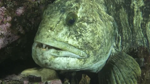 Catfish CU Stock Footage 79052521