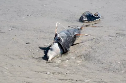 Catfish that died while eating another fish. Stock Photos