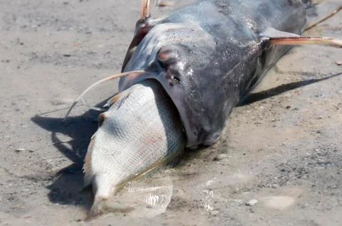 Catfish that died while eating another fish. Stock Photos