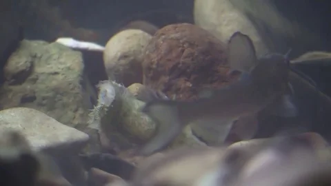 Catfish eating a fish on river bottom Stock Footage 71328038
