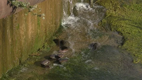 Catfish fail a land barrier, trying to get a better life higher in the river Видео 277536892
