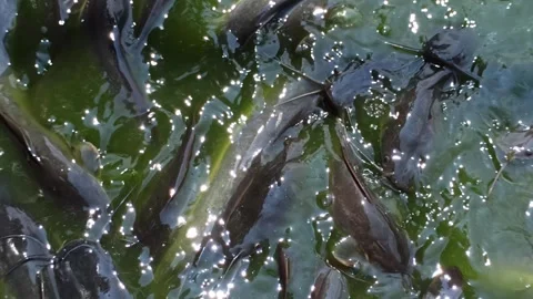 Catfish farm Stock-Footage 308108887