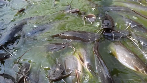 Catfish farm Vídeo Stock 308108908