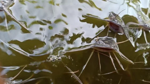Catfish farm Vídeo Stock 310498639