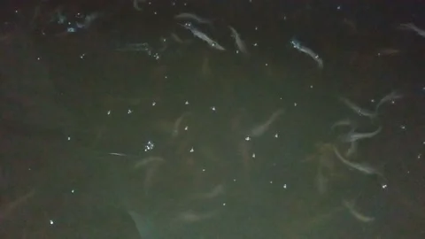 Catfish farming Stock Footage 171935629