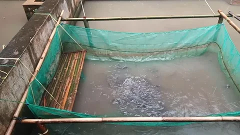 Catfish farming Stock Footage 267678420