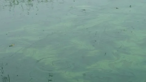 Catfish farming in the pond Video stock 292054945