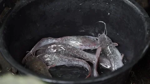 Catfish farming with spinach Stock Footage 306310072