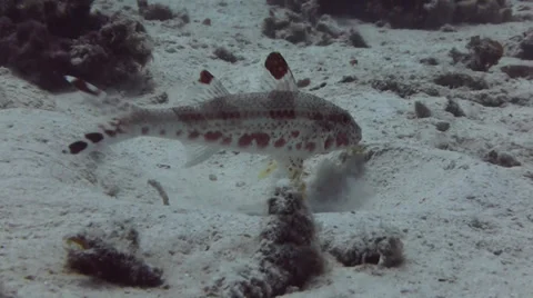 Catfish feeding Stock Footage 33075517