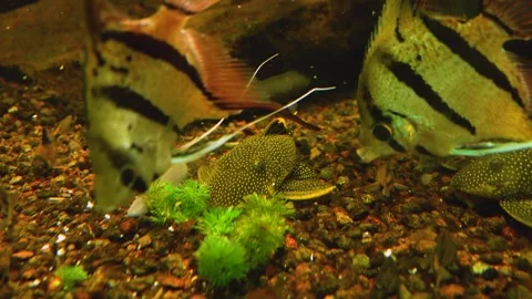 Catfish feeding Stock Footage 244550337