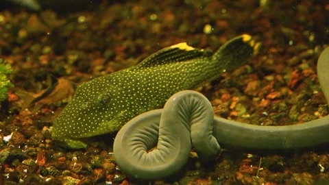 Catfish feeding Stock Footage 244550493