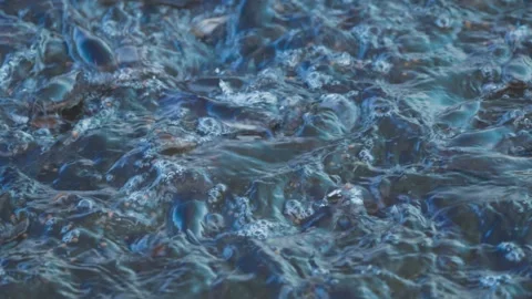 Catfish feeding in pond, close up slow water view in fresh water  Stock Footage 247743579