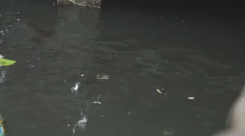Catfish feeding in the pond Stock Footage 68727225