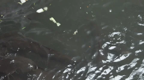 Catfish feeding in the pond Vídeos de archivo 68727285