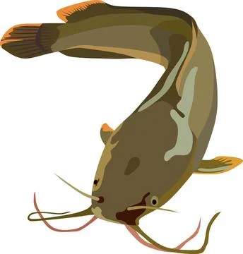 Catfish Fish Animal Stock Illustration