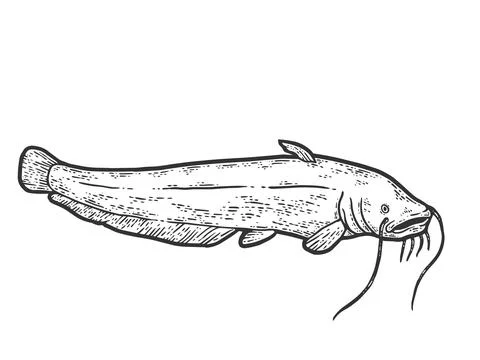 Catfish fish. Sketch scratch board imitation. Black and white. Stock Illustration