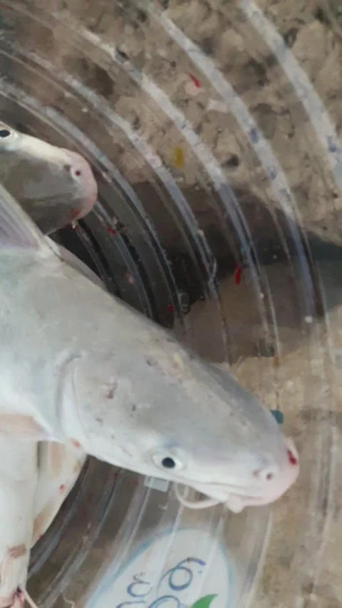 Catfish fishing Video stock 149451776