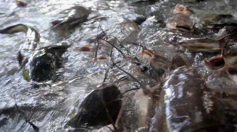 Catfish Stock Footage